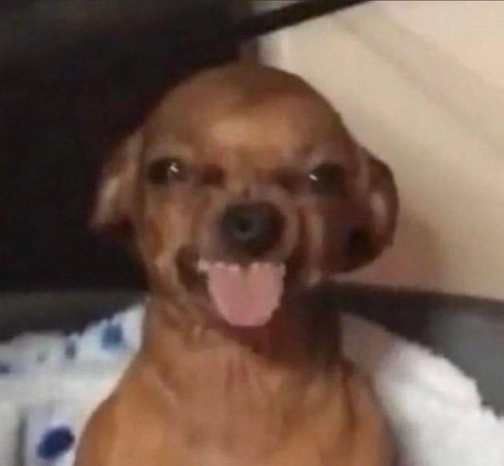 𝔻𝔼ℕ𝕀 tweet media