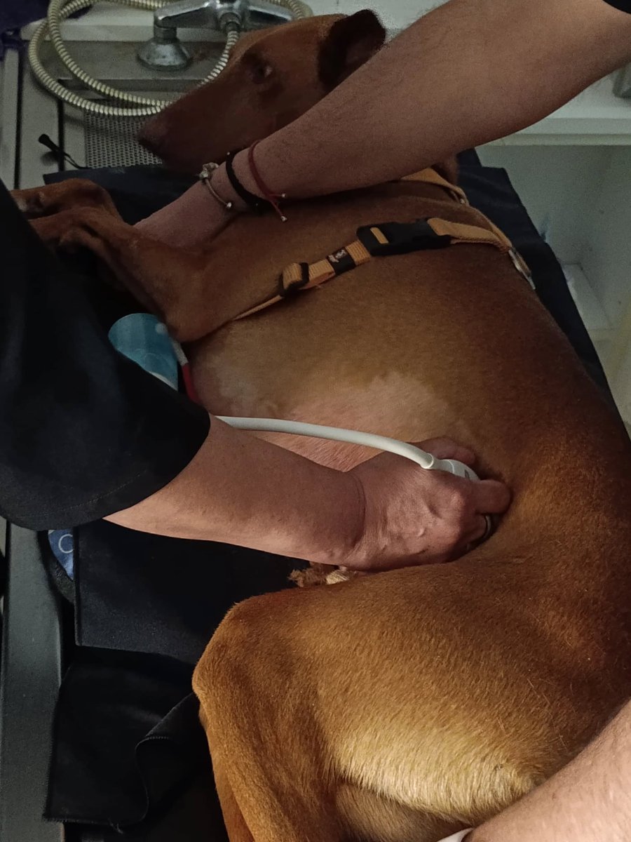 Santuari DAYA tweet media