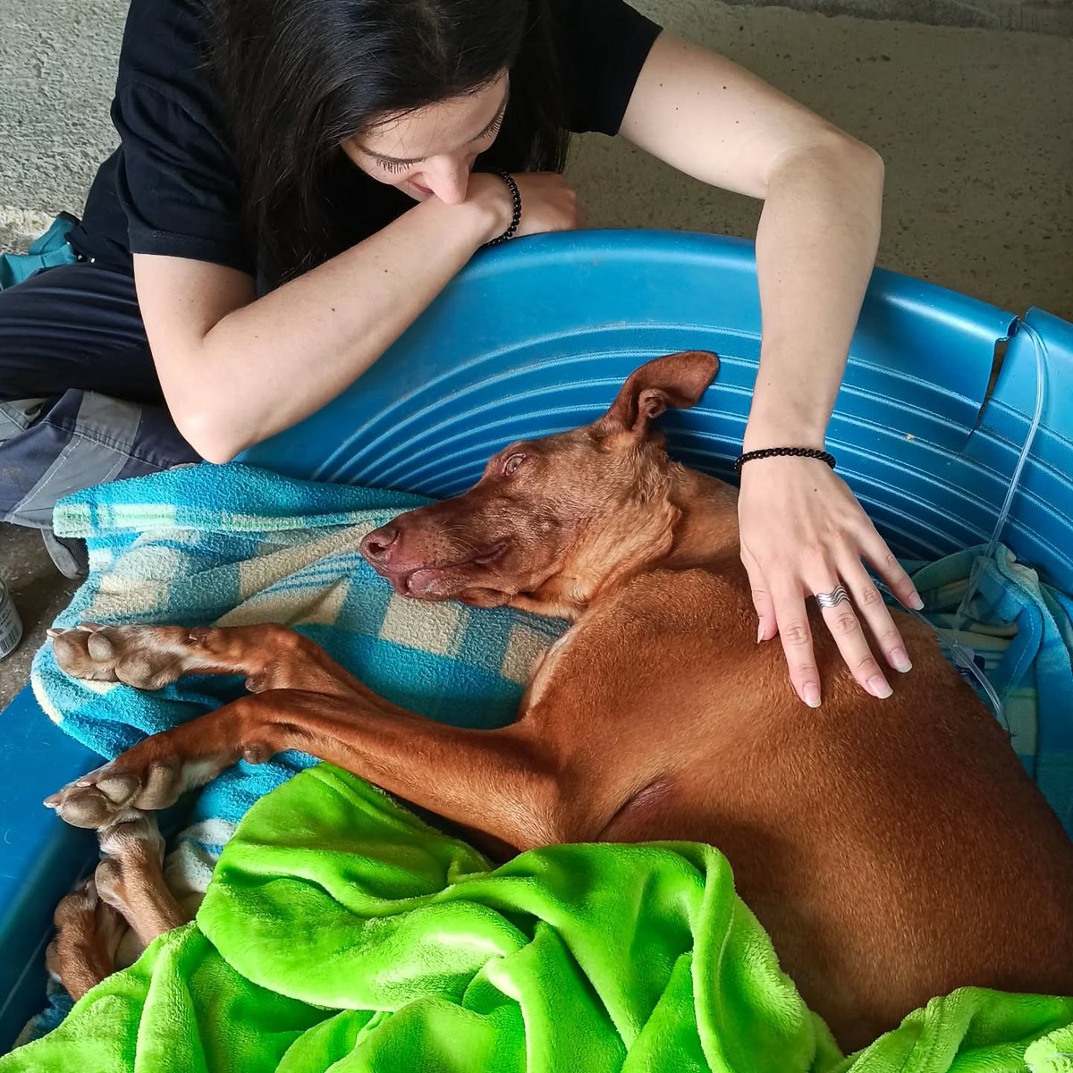 Santuari DAYA tweet media