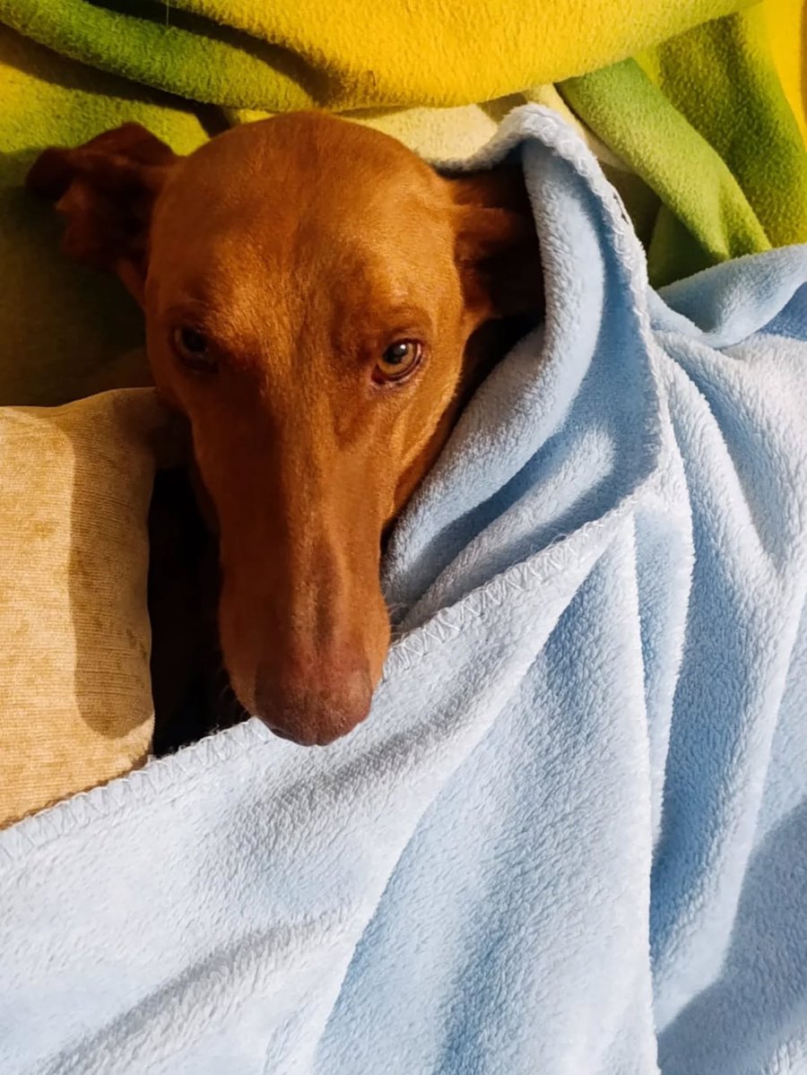 Santuari DAYA tweet media