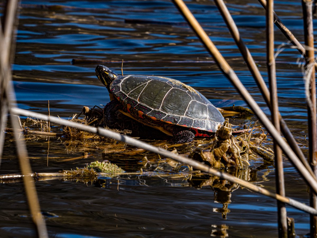 #SeasonOfHappiness Turtle at High Park.