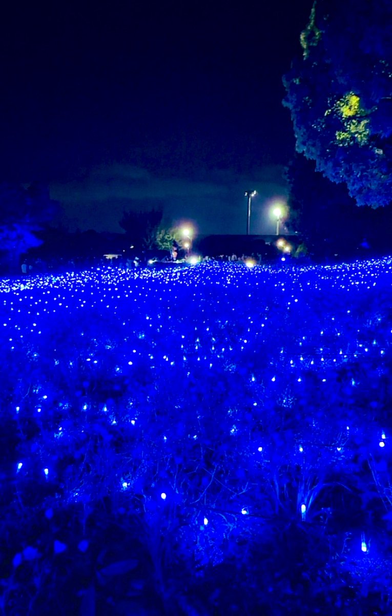 PropertiusZoe's tweet photo. ネモフィラ畑
花と光のムーブメント https://t.co/Onp0f9osUH