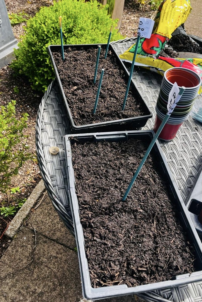CedarCourtHome's tweet image. Yesterday we planted some tomatoes. We are making the most of the lovely weather and very much looking forward to tasting the rewards of our hard work #Tomatoes #Gardening #GreenFingers #Salad #GrowingForWellbeing