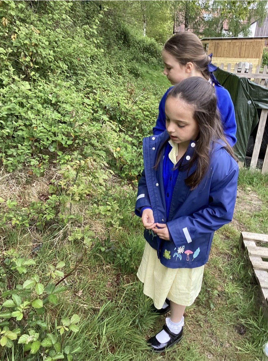 sissinghurstVA's tweet image. Leaf hunting and using classification keys @kapowprimary