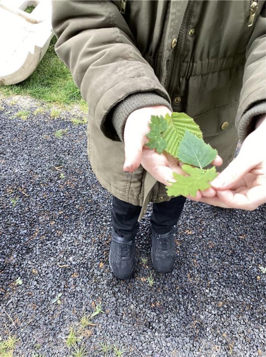 sissinghurstVA's tweet image. Leaf hunting and using classification keys @kapowprimary