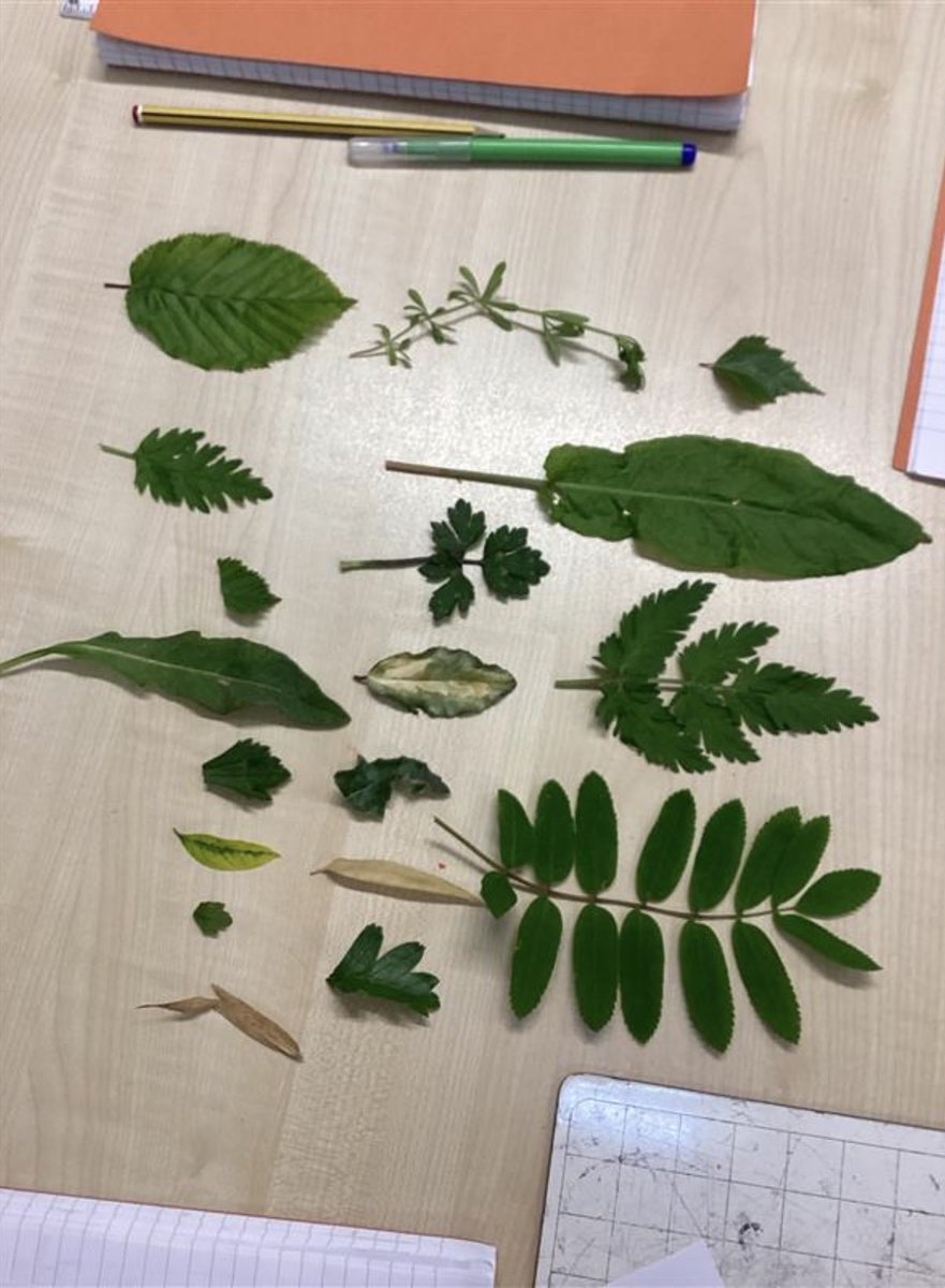 sissinghurstVA's tweet image. Leaf hunting and using classification keys @kapowprimary