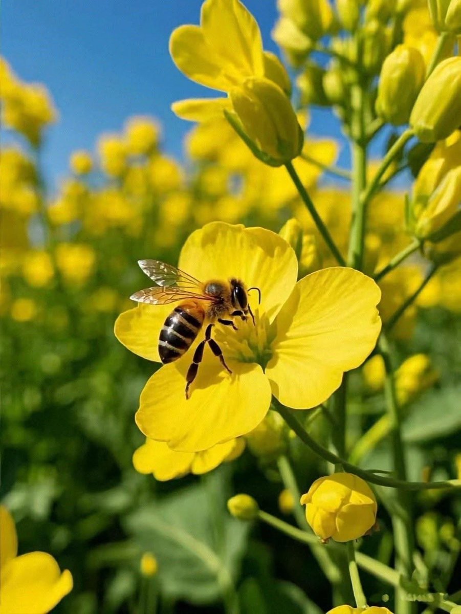 mshafqat72's tweet image. Golden bloom meets gentle wings. A busy Honey bee gathering sunlight in every sip 🌼✨

#Nature #Pollinators #SpringVibes #Bees #WildlifePhotography
