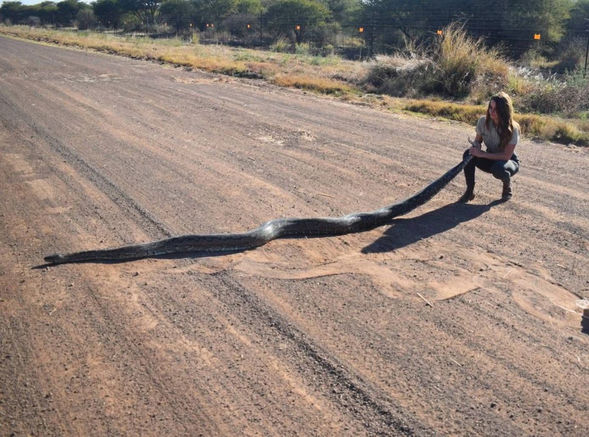 Polokwane Weekly tweet media