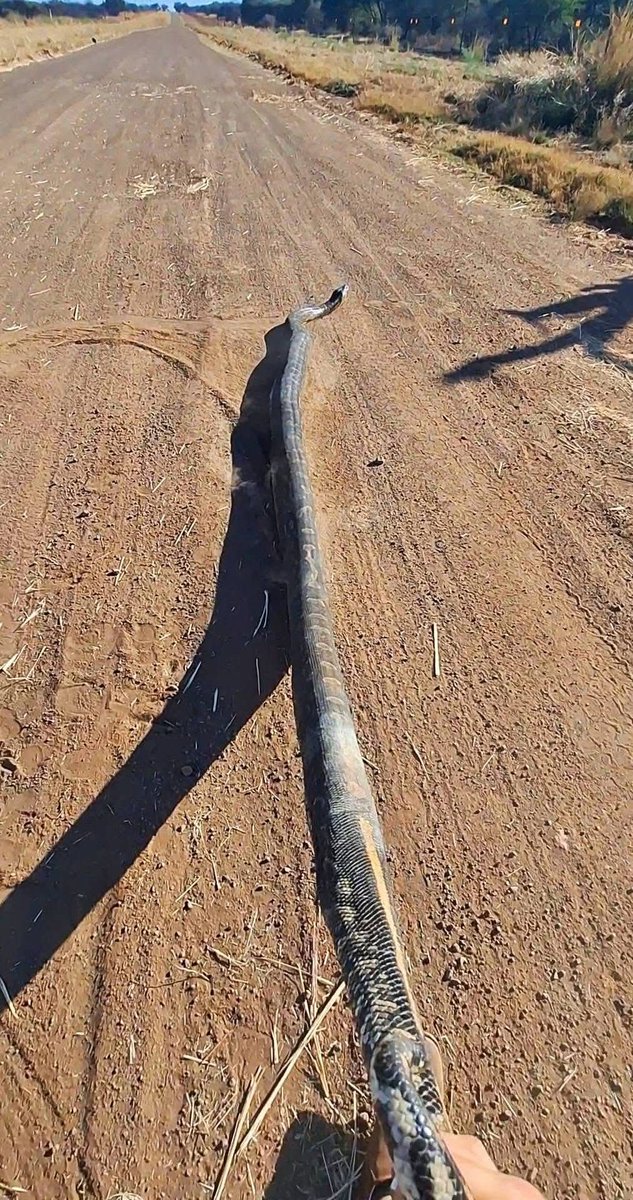 Polokwane Weekly tweet media