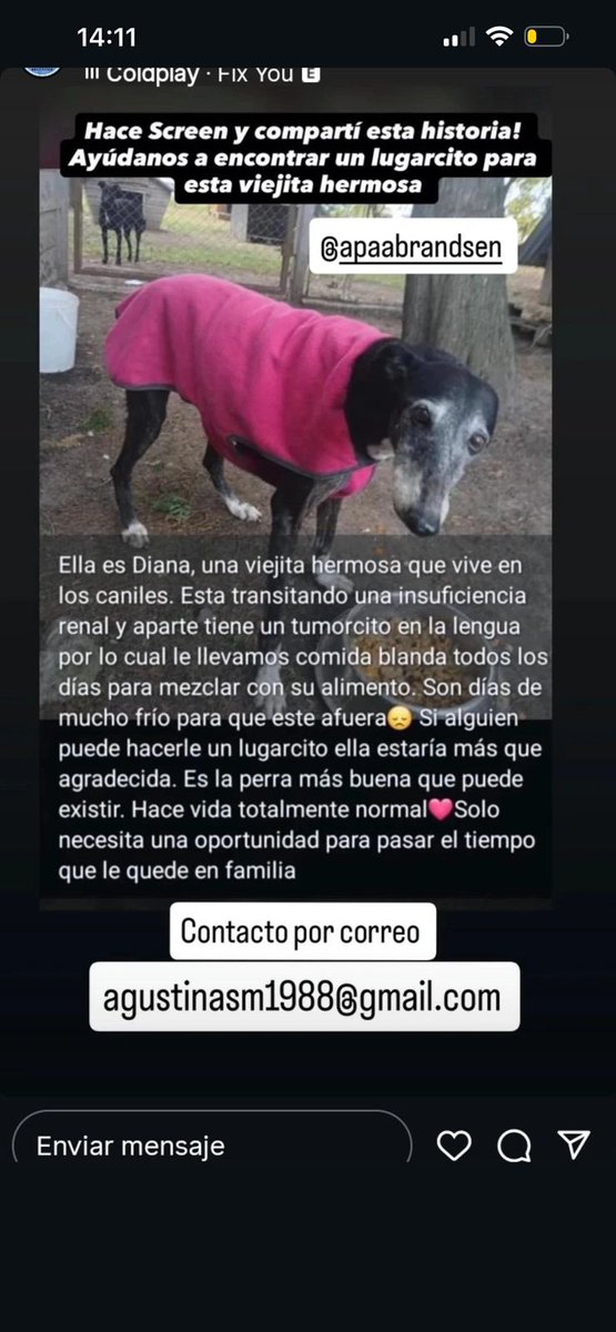 Puchi tweet media