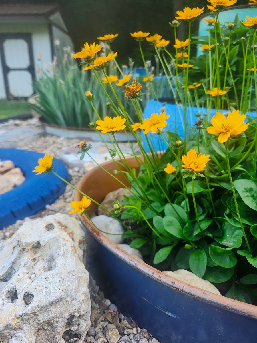 Blueros89564518's tweet image. Gardening is my therapy ❤️
#Flowers #yellow #rocks #love #nature