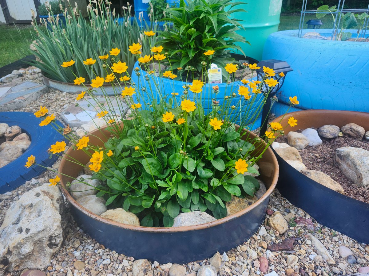 Blueros89564518's tweet image. Gardening is my therapy ❤️
#Flowers #yellow #rocks #love #nature