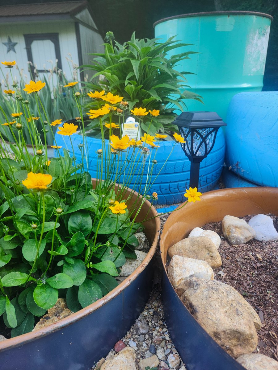 Blueros89564518's tweet image. Gardening is my therapy ❤️
#Flowers #yellow #rocks #love #nature