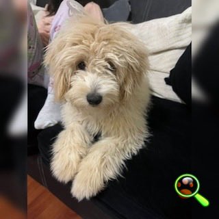 İstanbul Eyüp Dişi Maltipoo Köpek Bulundu Sahibi/Yuva Aranıyor

#KirliPatiler #KayıpKöpek #KayipKopek
➖➖➖➖➖➖➖➖➖➖➖➖
WEB sitemizden ilan sahibi ile temasa geçebilirsiniz. 

kirlipatiler.com/istanbul-eyup-…