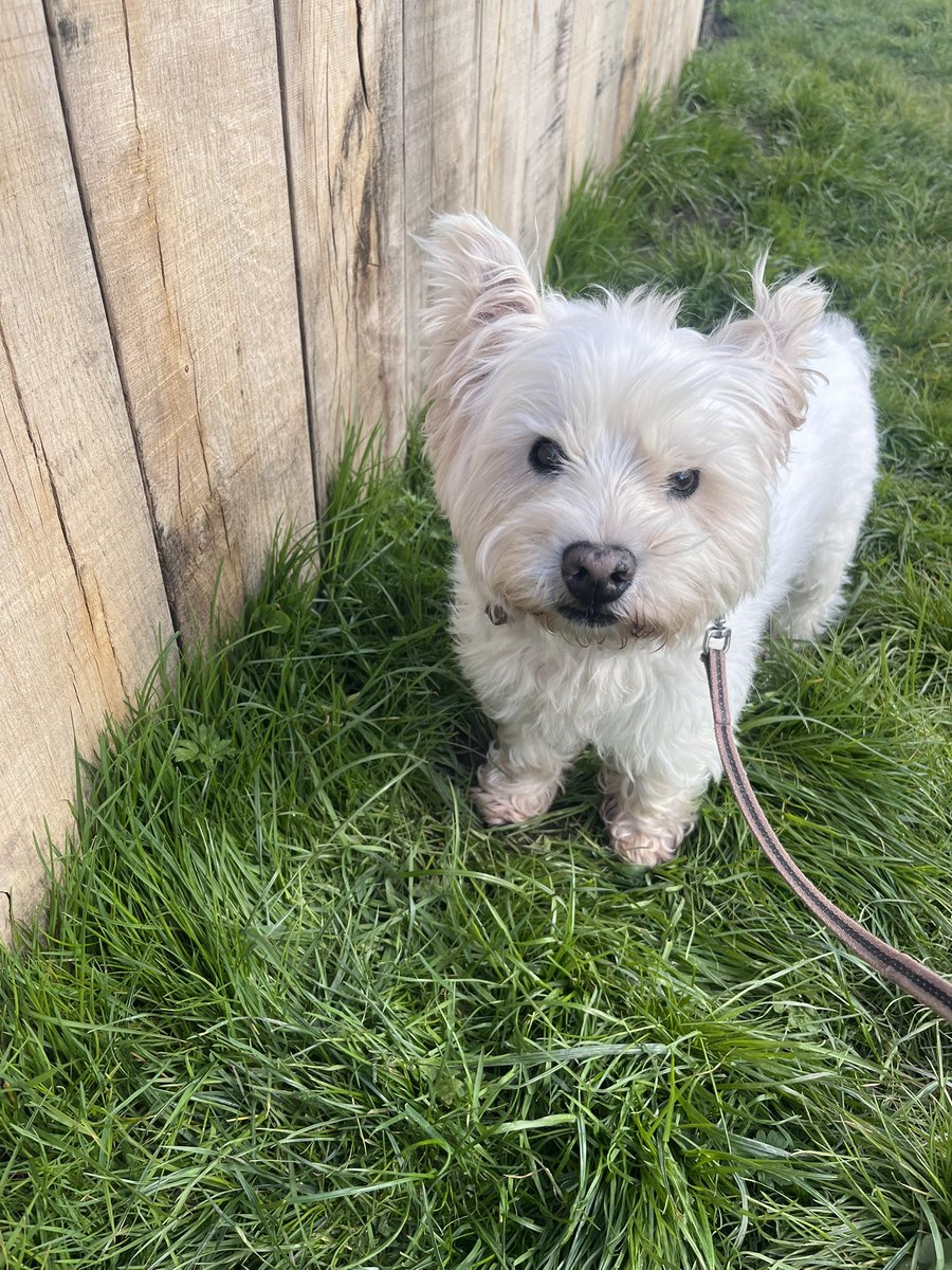 Oscardawestie 😀 tweet media