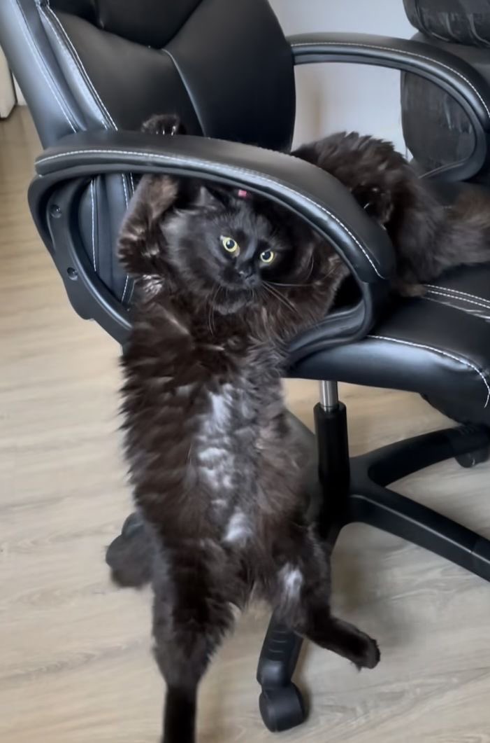 Black cats are not bad luck tweet media