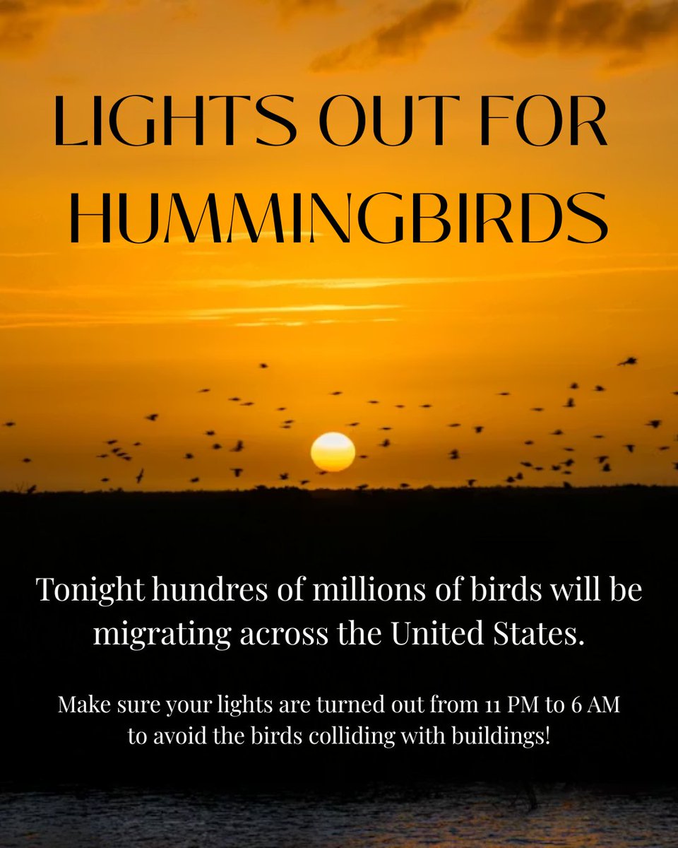 hummersgalore's tweet image. Lights out tonight! 💡

Millions of birds are expected to migrate across the US tonight. Make sure your lights are out for the birds safety.

#hummingbirds #migration #lightsout
