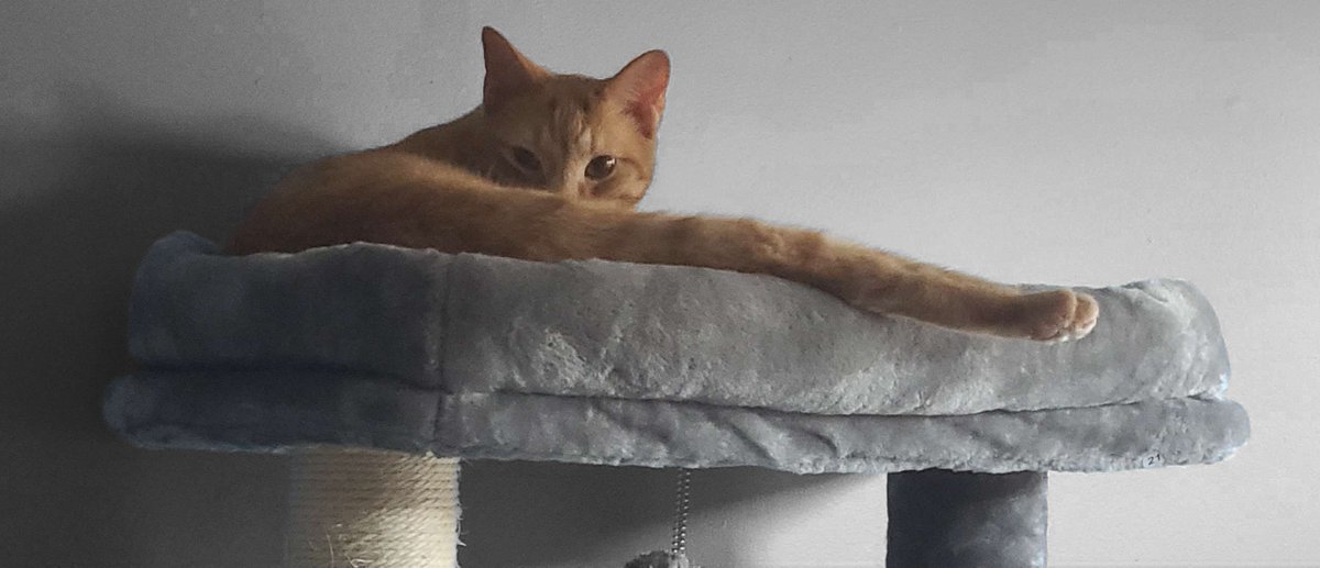 Kirsche 🥥 🧁 tweet media