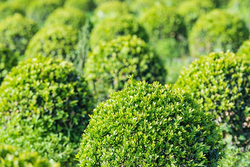 Gardeners_Path_'s tweet image. How to Grow and Care for Boxwood Shrubs - Boxwood shrubs add diversity and interest to any landscape. Learn how to grow and care for them in our comprehensive guide now on Gardener's Path. gardenerspath.com/plants/ornamen… #boxwood #gardening