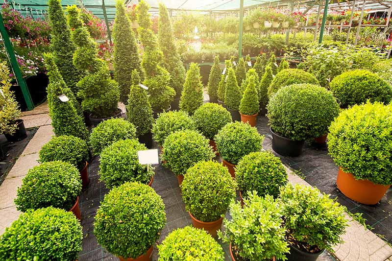 Gardeners_Path_'s tweet image. How to Grow and Care for Boxwood Shrubs - Boxwood shrubs add diversity and interest to any landscape. Learn how to grow and care for them in our comprehensive guide now on Gardener's Path. gardenerspath.com/plants/ornamen… #boxwood #gardening