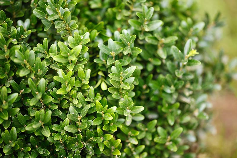 Gardeners_Path_'s tweet image. How to Grow and Care for Boxwood Shrubs - Boxwood shrubs add diversity and interest to any landscape. Learn how to grow and care for them in our comprehensive guide now on Gardener's Path. gardenerspath.com/plants/ornamen… #boxwood #gardening