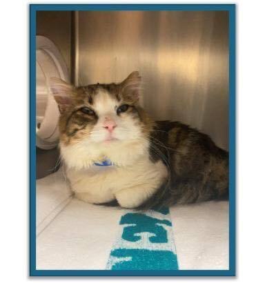 Cobb County Kitties tweet media