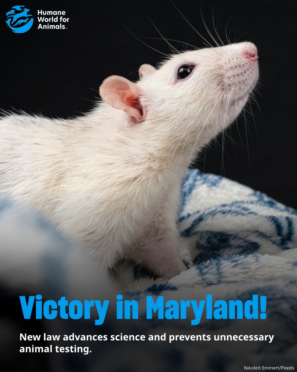 Humane World for Animals tweet media