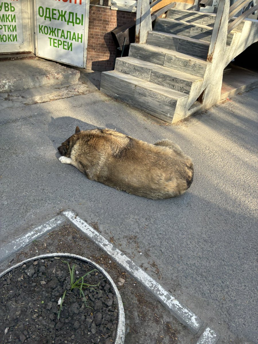 По дороге домой я встретил пухленького пёсика 🥹