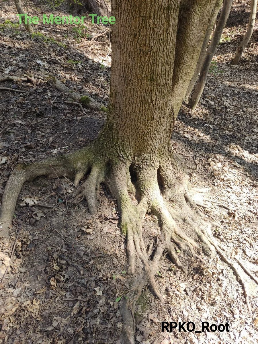 Mentor Tree.Base (@Olegas8888) / Posts / X
