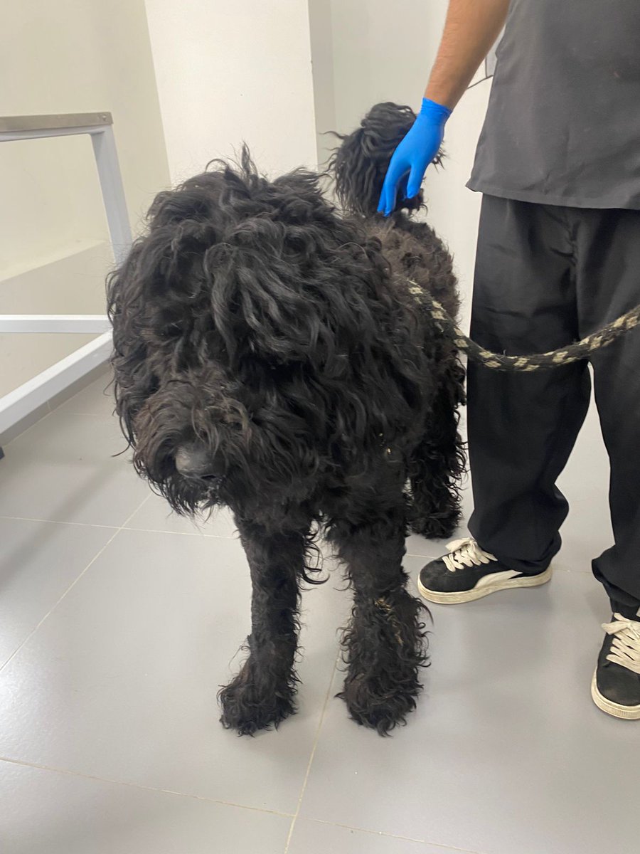 🐾 Nerón busca un hogar 🖤

Este grandulón divino es un ser bellísimo, amoroso y alegre.
Tiene un carácter maravilloso, es noble, sociable y convive muy bien con otros perros… mejor dicho, ¡es un compañero espectacular!

📌 Edad: 1 año y medio
📌 Peso: 40–45 kg aprox.
📌 Tamaño: