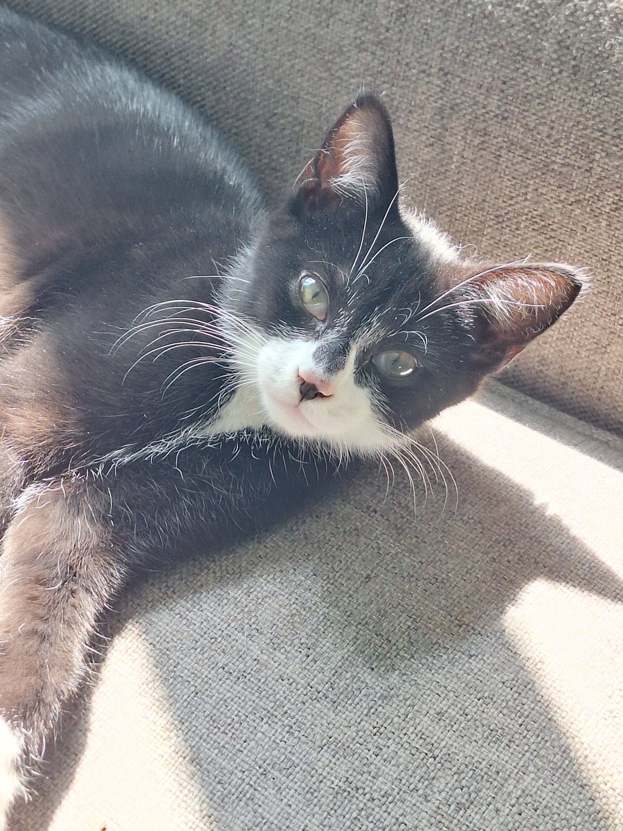 SusanCalman's tweet image. Susan's #CatOfTheDay is Nick.

Thank you @steveaprocter for sharing this pic!