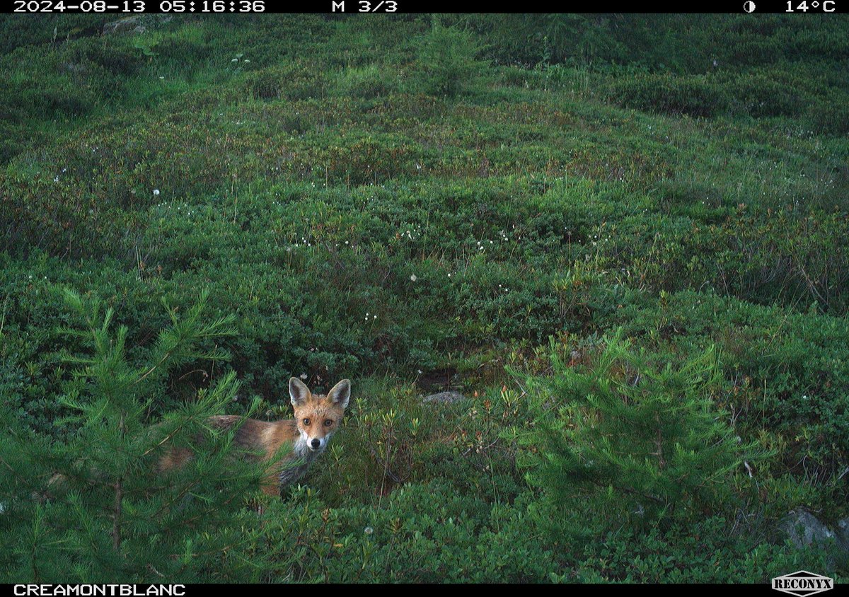 trailcam tweet media