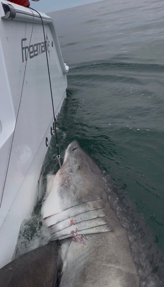 ChipHHI's tweet photo. All of our sharks are pinging well, but “Knox” is on a different level pinging in daily.  He just went up to Virginia, did a U-turn &amp; is a few miles off the outer banks today.  Caught this guy in Dec off Hilton Head, he’s been a good one to watch @A_WhiteShark @MA_Sharks https://t.co/t43cccy7LH