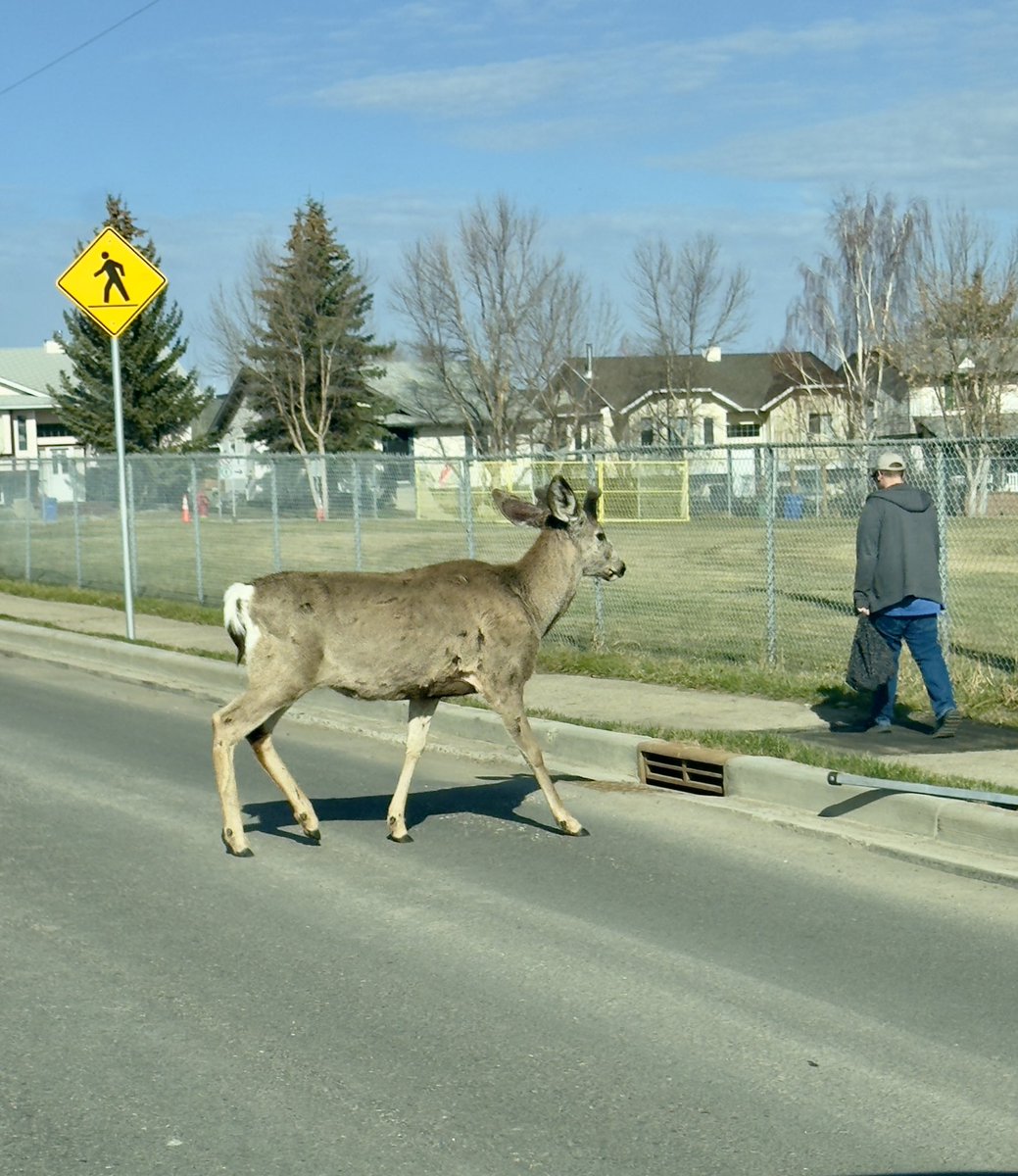 joanne_ap's tweet photo. When even the deer use the Pedestrian Crossing! https://t.co/6OAd0gK2hq