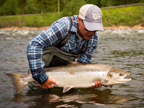 MattHayesfish's tweet photo. For the record - a wild Atlantic salmon…
Nowadays I would not lift them even this far out of the water and note the wet sleeves so that I do not remove protective slime or damage scales. 
The green back and white/silver flanks are a sign that this is an early season fish… https://t.co/gu3IpToxFq