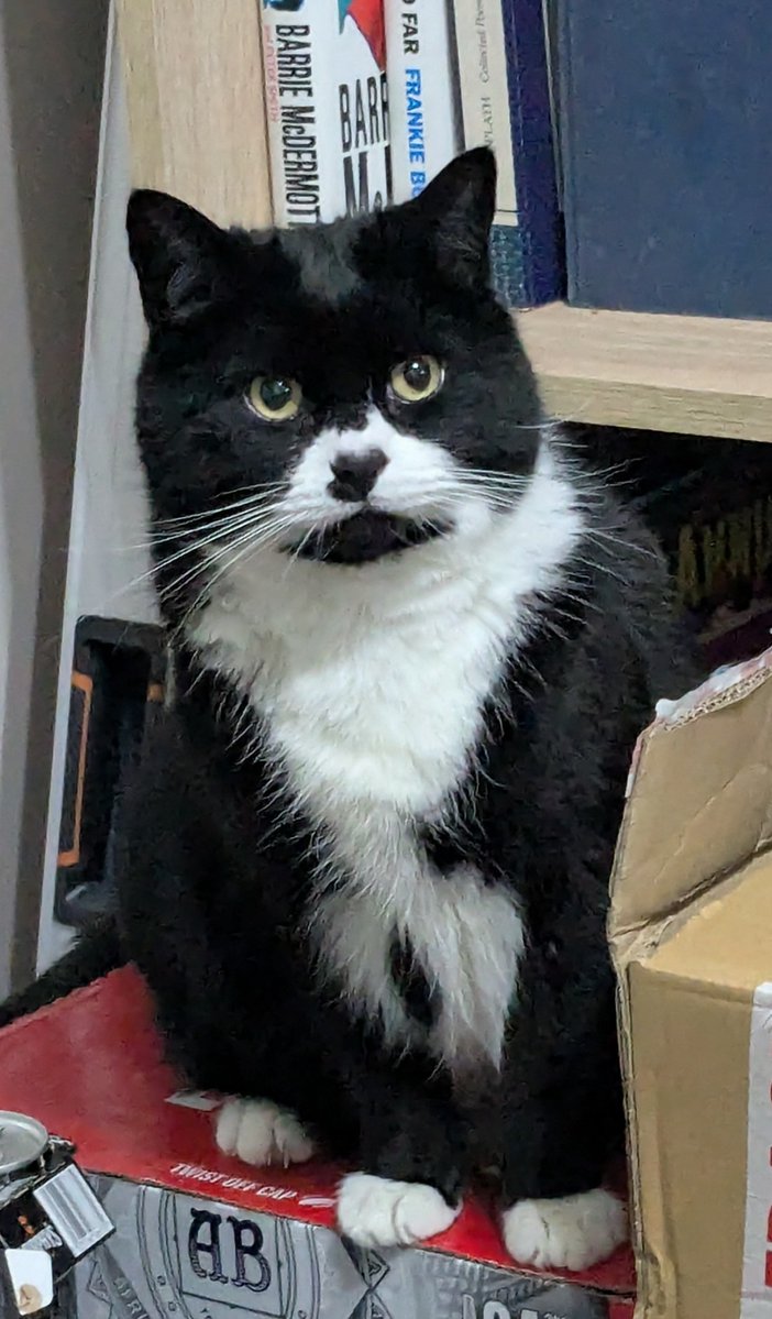 SusanCalman's tweet image. Susan's #CatOfTheDay is Bryan.

Thank you @InfluencerBryan for sharing this pic!