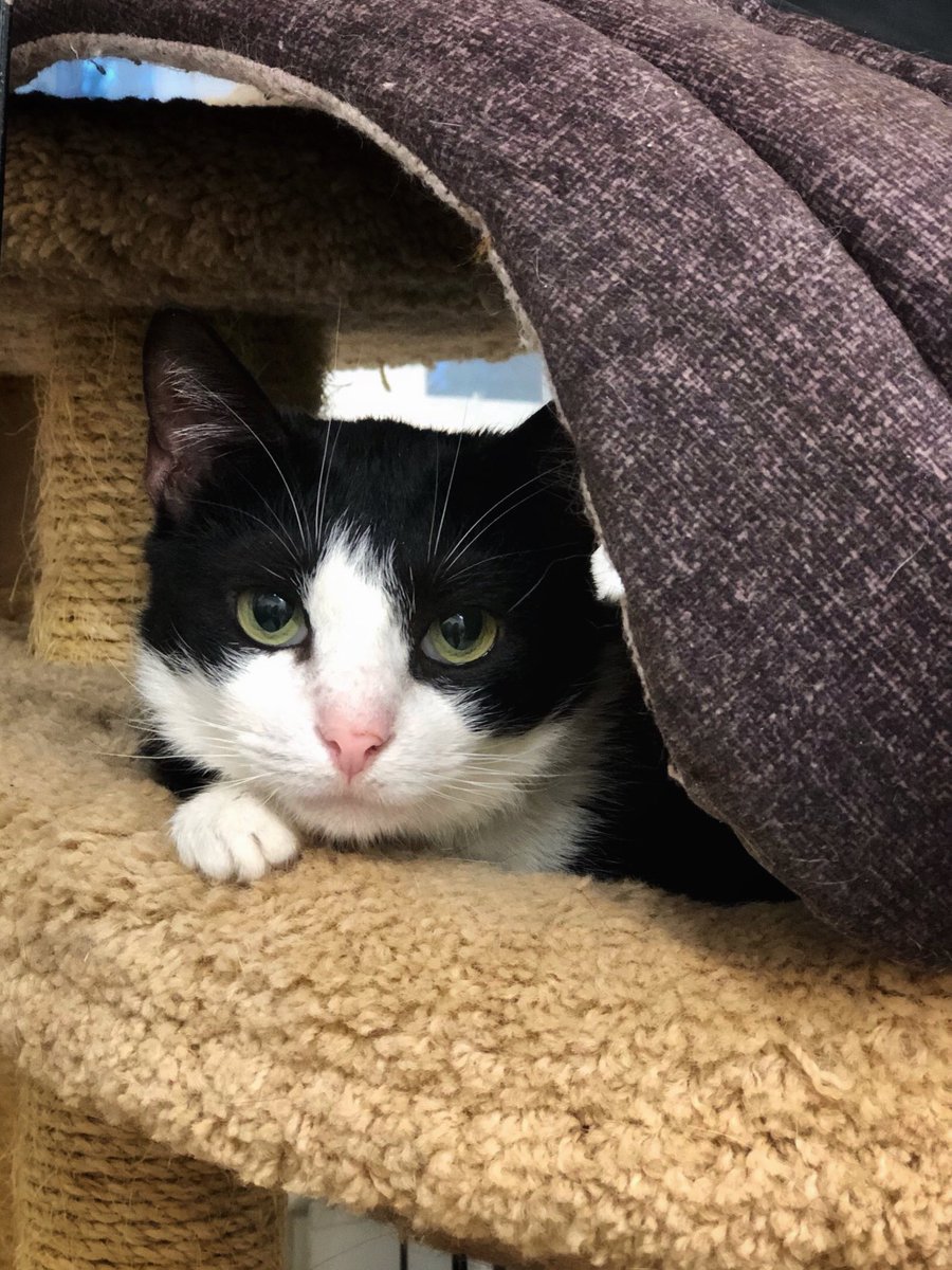 Приют Убежище tweet media