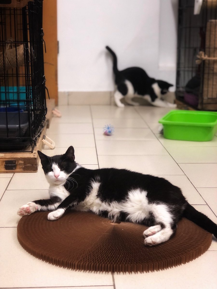 Приют Убежище tweet media