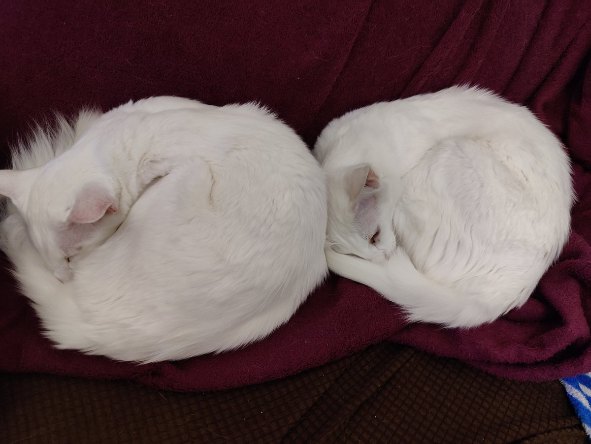 Charlotte Wears No Mask tweet media