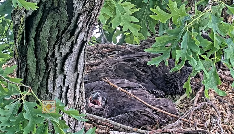 uc_breakingnews's tweet photo. 📷 After weeks of dry weather, even the Dale Hollow bald eaglets seem to appreciate a good Tennessee rain. We’re not saying this eaglet smiled at the rain… but… look at that face.😄

#tnwx #TNWeather #Tennessee #baldeagle #nature #naturephotography #naturelovers https://t.co/HWdpcEXx90