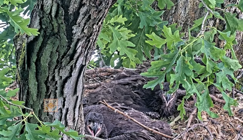 uc_breakingnews's tweet photo. 📷 After weeks of dry weather, even the Dale Hollow bald eaglets seem to appreciate a good Tennessee rain. We’re not saying this eaglet smiled at the rain… but… look at that face.😄

#tnwx #TNWeather #Tennessee #baldeagle #nature #naturephotography #naturelovers https://t.co/HWdpcEXx90