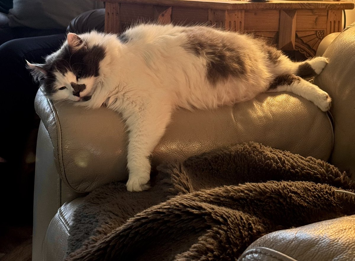 SpanielsSuper's tweet image. Martha is settled for the night 
Toasting gently by the fire 🔥 
#Comfy #Relaxed #CatsOfTwitter #CatsOfX