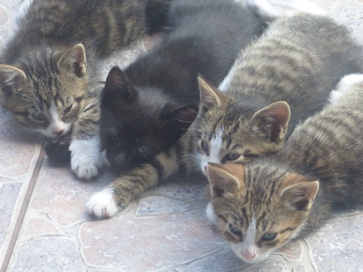 Andrzej - z lasu 🇵🇱🤝 tweet media