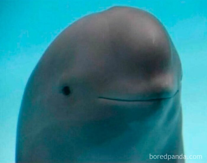 виктор гидеон когда его рисуют без шрамов, чешуи, трещин на коже и всех тех харизматично уродливых черт которые делают его самим собой