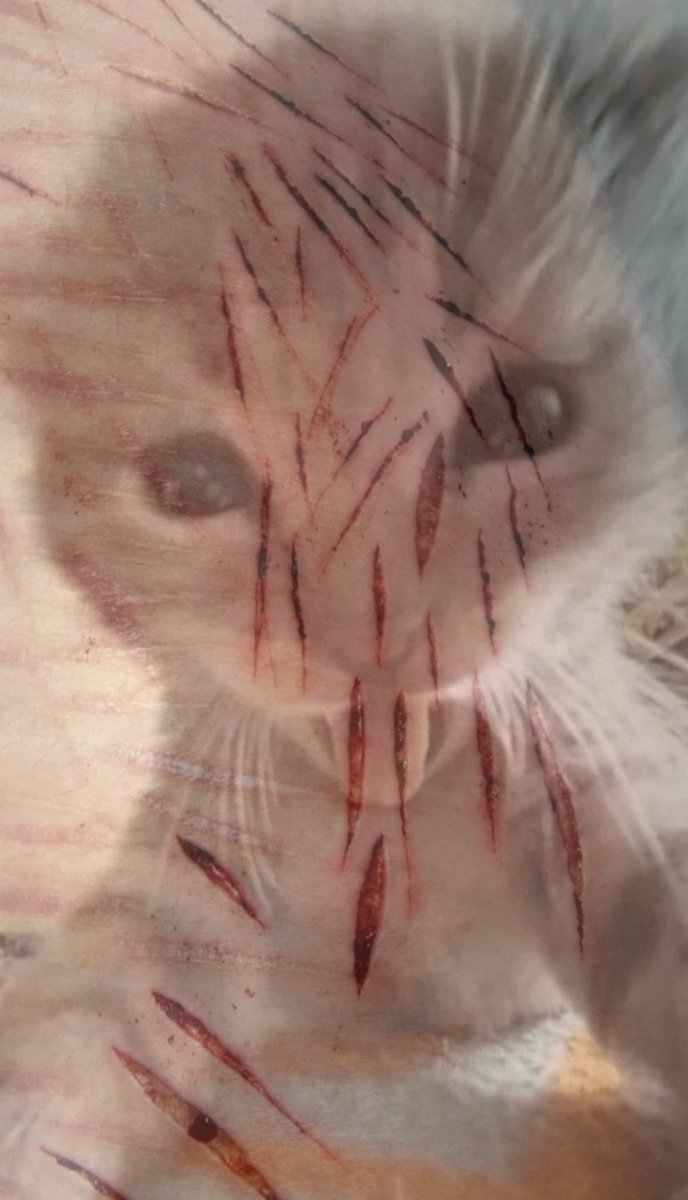 🐾⊹ ࣪ ˖𝐂𝐨𝐫𝐢𝐞⊹ ࣪ ˖🪽shtwt tweet media