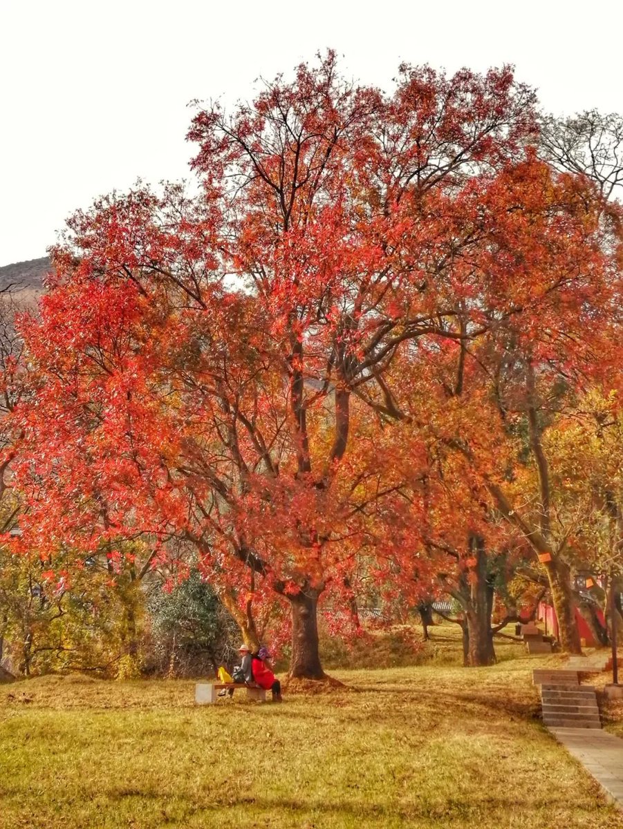 fpsprotection's tweet image. Autumn breeze + golden leaves = perfect weekend stroll.  #FallVibes