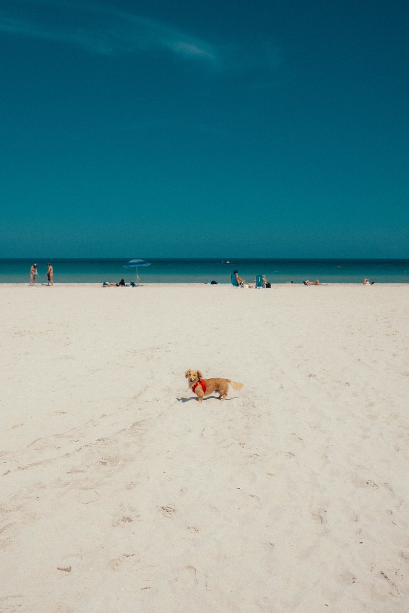 Charles Leclerc tweet media