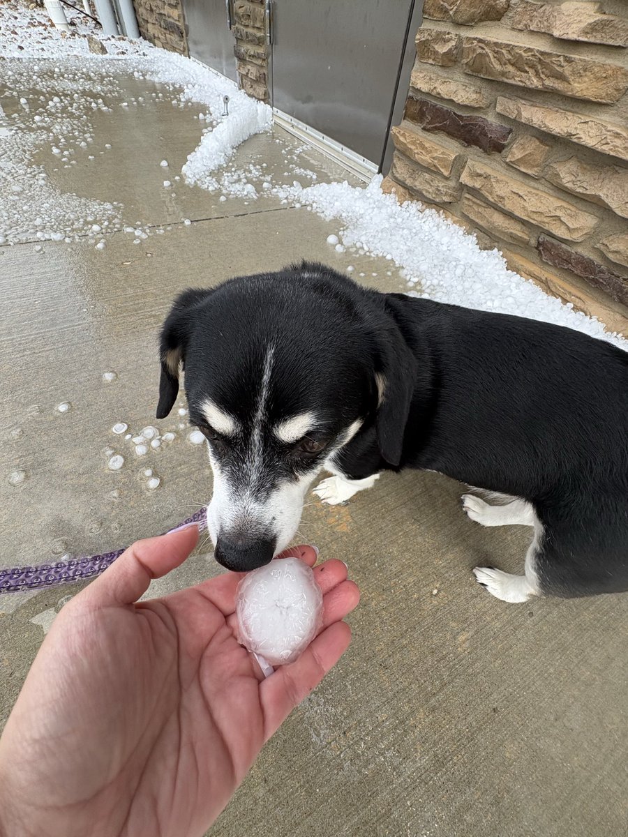 awwHel11's tweet photo. Fun morning here at ole SGF 

Hail ya brother 🌩️ #mowx https://t.co/Sl1giXUPmc