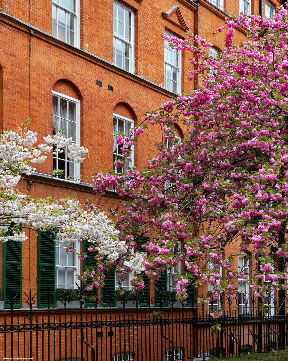 Spring bloom in London, UK 🇬🇧
