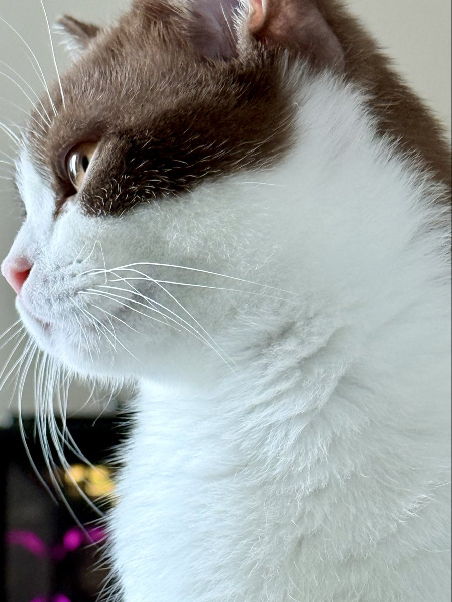 Harris Caine ⛓️【EOS】 tweet media